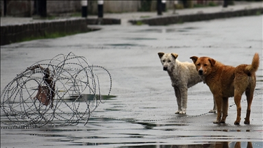 Hindistan'ın başkent bölgesindeki tüm sahipsiz köpekler barınaklara gönderilecek