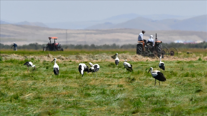 Kars'ta çiftçiler hasada başladı, leylekler çayırları şenlendirdi