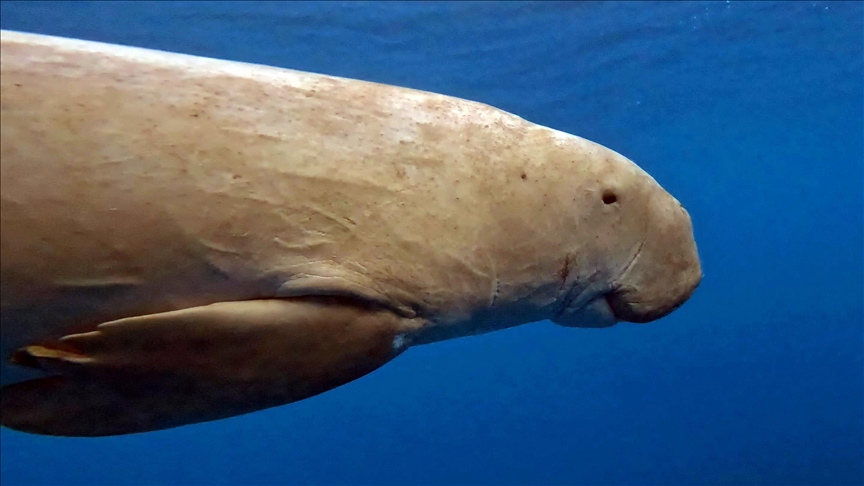 Gjitari detar Dugongu, "specie e rrezikuar nga zhdukja", filmohet në Detin e Kuq
