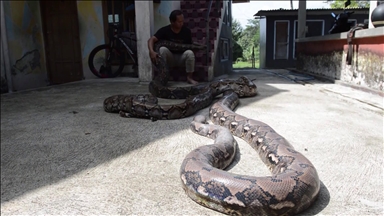 Jeta me pitonë gjigantë në një shtëpi në ishullin e Java-s në Indonezi