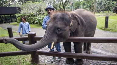 World’s 1st IVF elephant 'Gabi' celebrated with special menu on World Elephant Day