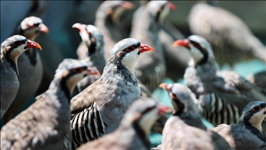 Konya'daki tesiste 7 yılda 100 bin civarında keklik üretildi