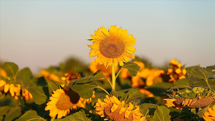 Uşak'ta ayçiçeği ekim alanı 5 yılda 4 kat artarak 40 bin 700 dekara çıktı