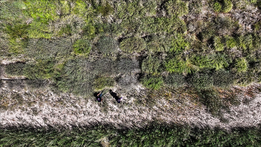 Alternatif yem bitkisi "dallı darı" su tüketimini ve üretim maliyetini düşürüyor