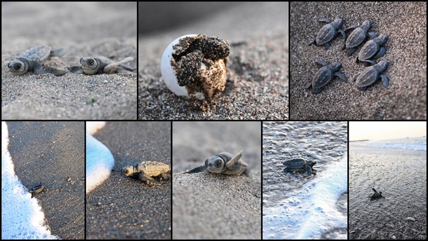Antalya'da caretta caretta yavrularının denizle buluşmaları görüntülendi