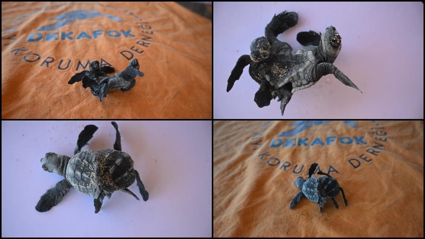 Antalya'da siyam ikizi yavru caretta caretta görüntülendi