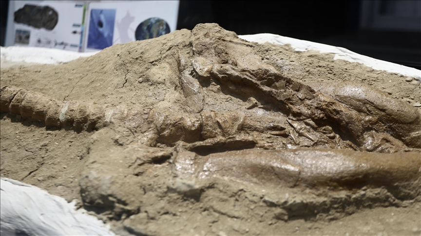 Descubierta una losa de piedra con marcas de garras de hace 355 millones de años de antigüedad en Australia