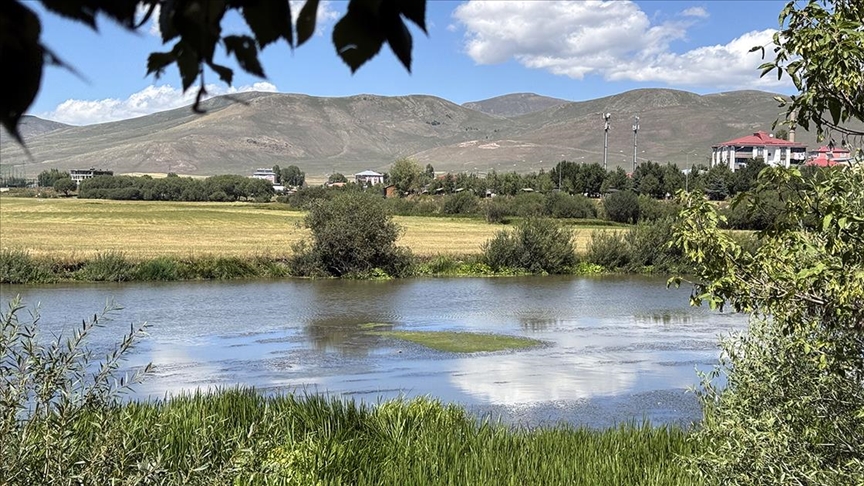 Sıcakların etkili olduğu Ardahan'da su debisi düşen Kura Nehri'ni yosun kapladı