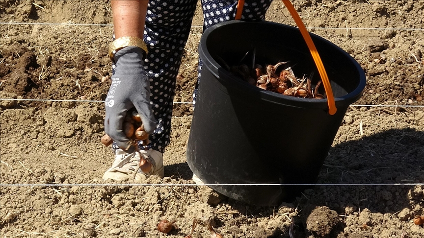 Karabük'te safran soğanı toprakla buluştu