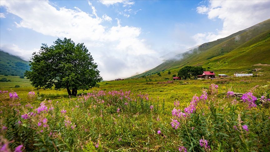 Uygun bilet fiyatları tatilcilerin rotasını Karadeniz'e çevirdi