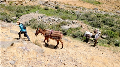 Hakkari'deki zirvelere tırmanan dağcıların ağır yükünü katırlar hafifletiyor