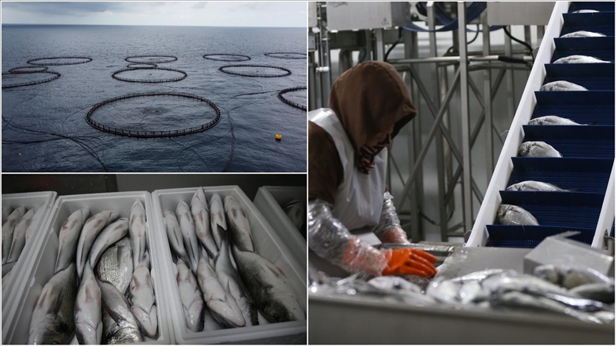 Hatay'da kafeste yetiştirilen balıklar Avrupa ülkelerine ihraç ediliyor