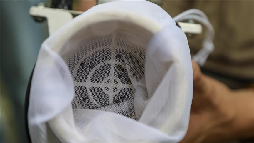 Las Vegas confronted with growing mosquito problem