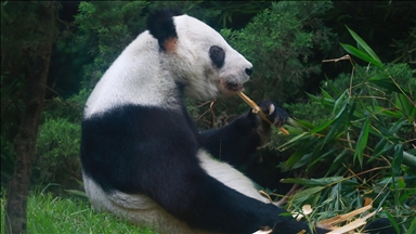 Panda më e vjetër që jeton jashtë Kinës tërheq vizitorë në Meksikë