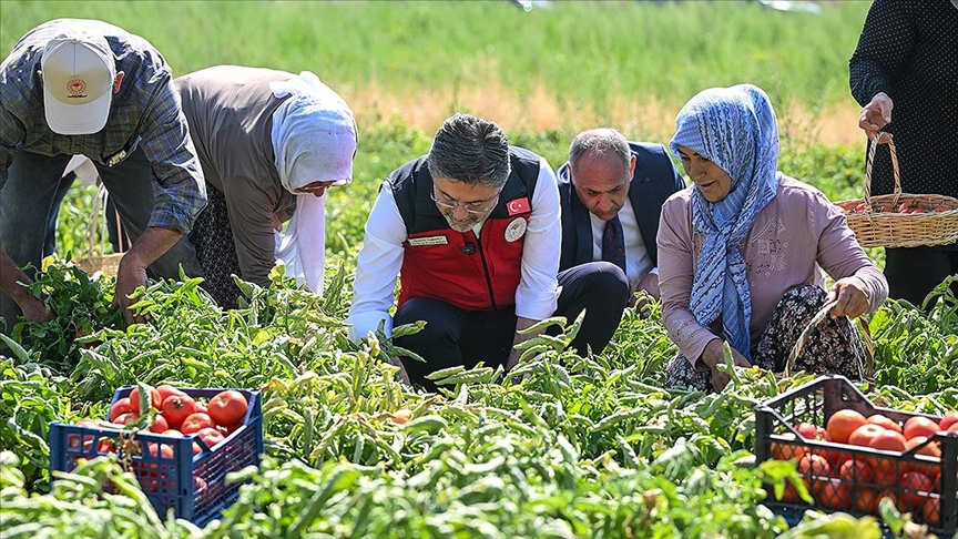 Tarım ve Orman Bakanı Yumaklı, Ayaş'ta domates hasadına katıldı
