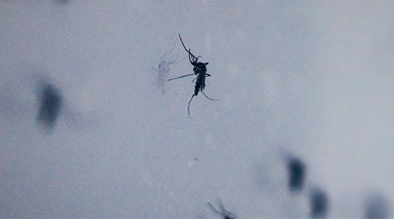 Europe faces rising threat from mosquito-borne diseases, warns health center