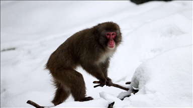 Climate change impacting winter foraging behavior of wild snow monkeys in Japan: Study 