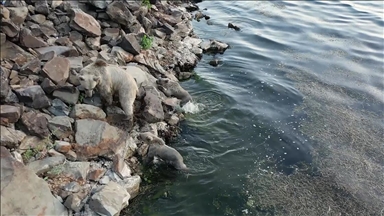 Dîmenê hirçên xwe di Gola Kraterê ya Nemrûdê da hênik dikirin, hat kişandin