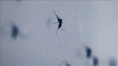 Europe faces rising threat from mosquito-borne diseases, warns health center