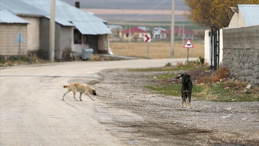 İzmir'de sahipsiz köpeklerden kaçarken otomobilin çarptığı kadın hayatını kaybetti