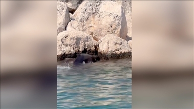 Antalya'da kayalıklara sıkışan balina yavrusu kurtarıldı