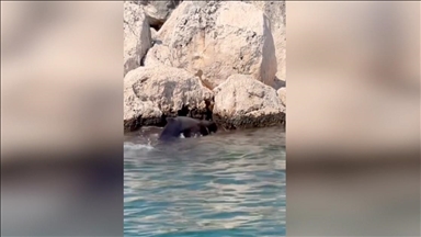 Antalya, shpëtohet një balenë e vogël e bllokuar mes shkëmbinjve