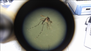 New study links dengue fever outbreaks to climate conditions