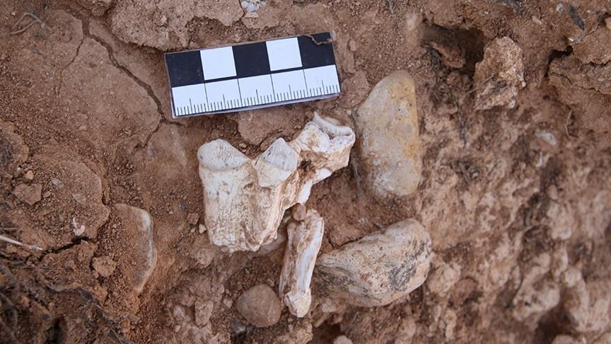 Një specie e re dinozauri me "velë tërheqëse" u zbulua në Ishullin Wight të Mbretërisë së Bashkuar