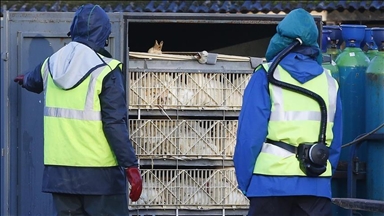 Korea Selatan hentikan impor unggas dari Argentina setelah wabah flu burung