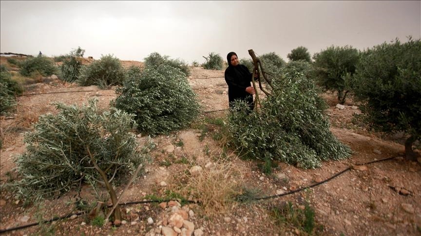 الضفة.. إسرائيل تقرر اقتلاع أشجار على مساحة 300 دونم ببلدة المغير