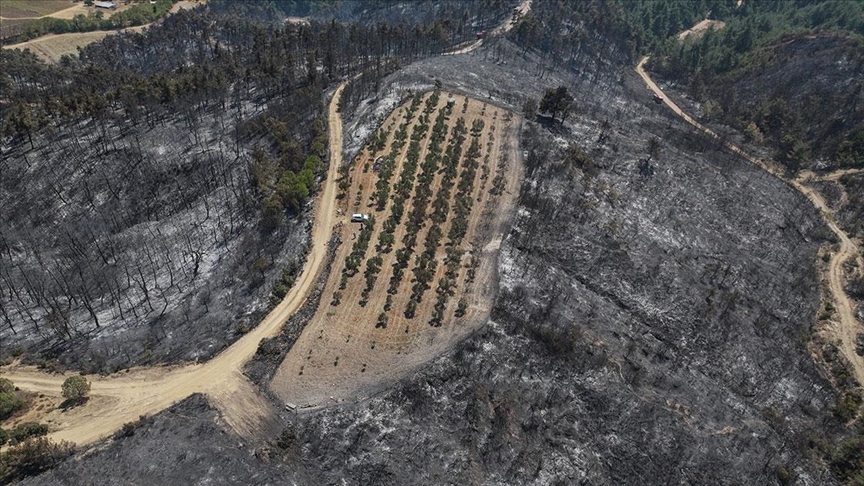 Çanakkale'deki orman yangını 150 ağaç bulunan zeytinliği teğet geçti