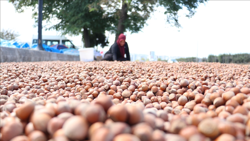 Karadeniz Sahil Yolu'ndaki kaldırımlarda fındık kurutma mesaisi başladı