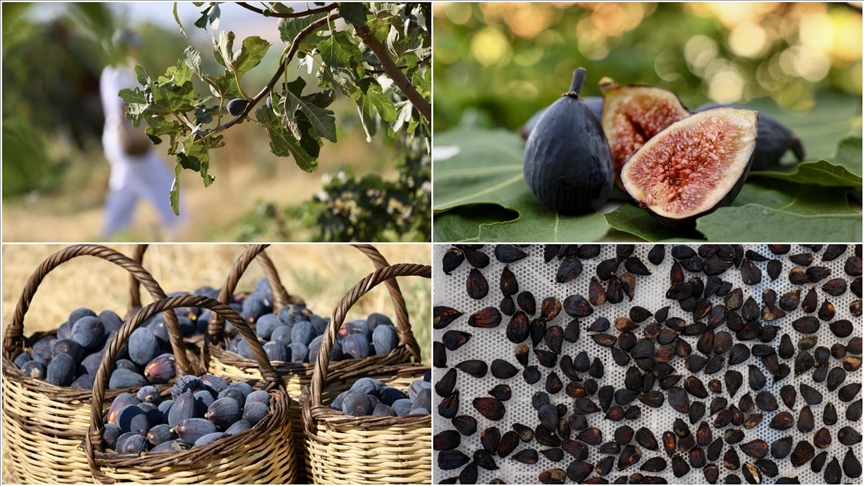 Türkiye'nin yeni kuru incir çeşidi "siyah orak"ta hasat sürüyor