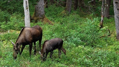 Staza Iditarod na Aljasci nudi prekrasan pogled na krda karibua u prirodnom staništu