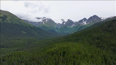 Shtegu Iditarod i Alaskës ofron pamje mahnitëse të karibuve në habitatin e tyre natyror