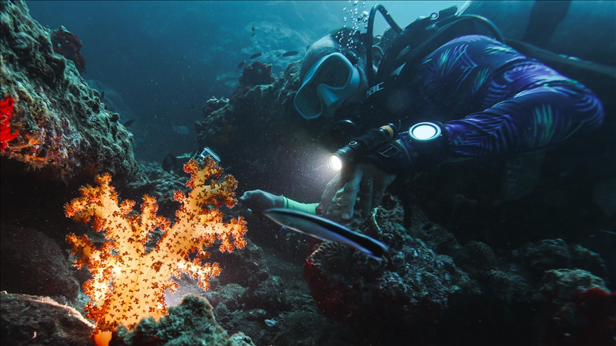 Free-diving, swimming competitions mark 3rd day of Musandam International Diving Festival