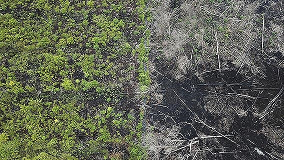 Bilim insanları, ormansızlaşmanın her yıl 28 bin kişinin ölümüne neden olduğunu belirledi