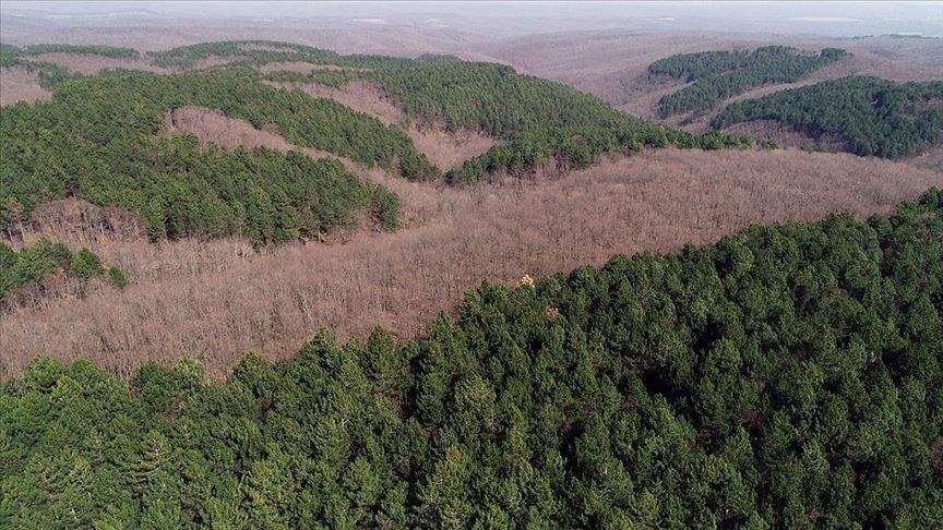 Study links tropical deforestation to 28,000 heat-related deaths annually