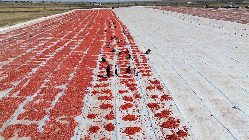 Şanlıurfa'da kuraklık ve aşırı sıcak domates üretimini düşürdü