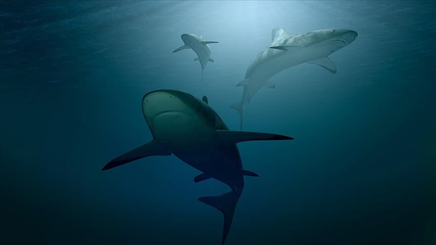 Rising ocean acidity may damage sharks’ teeth: Study