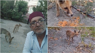Amasya'da bahçesine gelen tilkileri besleyen kişi bu anları kaydetti