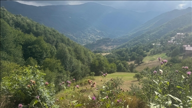 Kulakkaya Yaylası'nın turizm potansiyelinin artırılması hedefleniyor