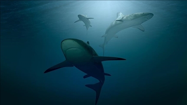 Rising ocean acidity may damage sharks’ teeth: Study
