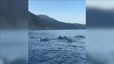 Turqi, delfinët ofrojnë pamje të këndshme duke shoqëruar varkën e peshkimit