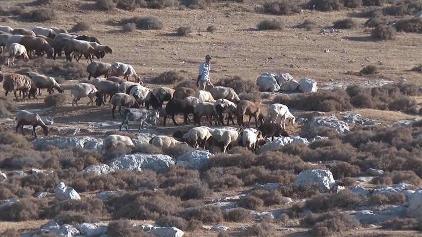 Израильтяне, захватившие палестинские земли, угнали 300 овец на Западном берегу