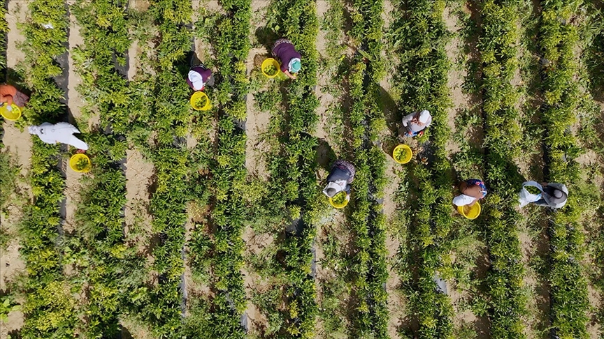 Çiftçilere 772 milyon 805 bin liralık destekleme ödemesi bugün yapılacak