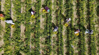 Çiftçilere 772 milyon 805 bin liralık destekleme ödemesi bugün yapılacak