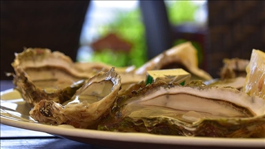 2 dead in US from flesh-eating bacteria after eating raw oysters