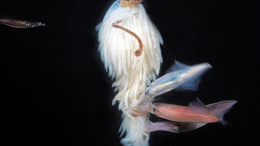 Squid dominated ancient Cretaceous period: Study