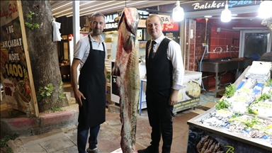 Amasya'da 2 metre 20 santimetre uzunluğunda yayın balığı yakalandı